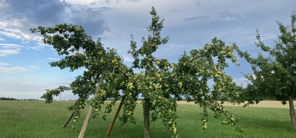 Unternehmenswerte Alter Apfelbaum auf einer Wiese