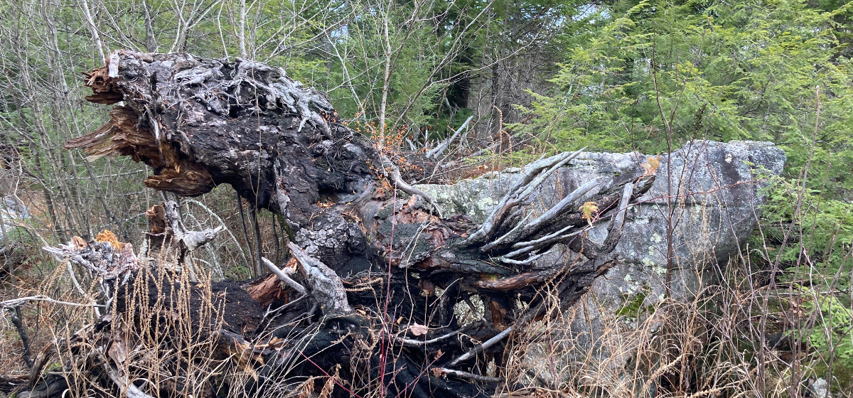 Krise verrotteter Baumstamm im Wald