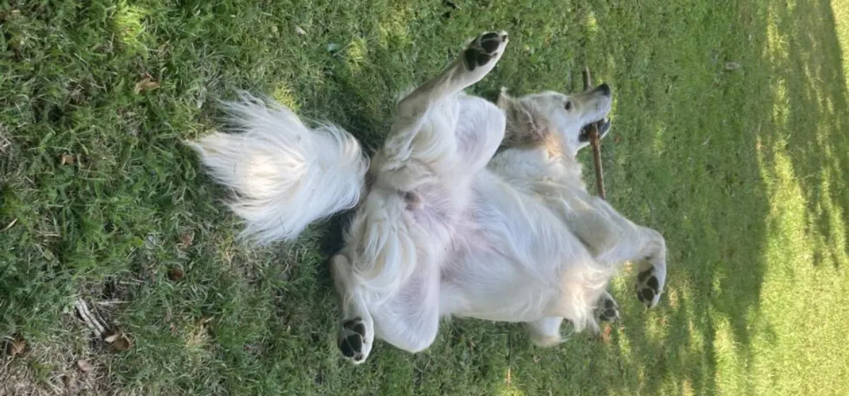 Resilienz sich wälzender Hund auf der Wiese