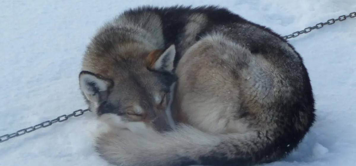 Schlaf eingerollter Husky schlafend im Schnee