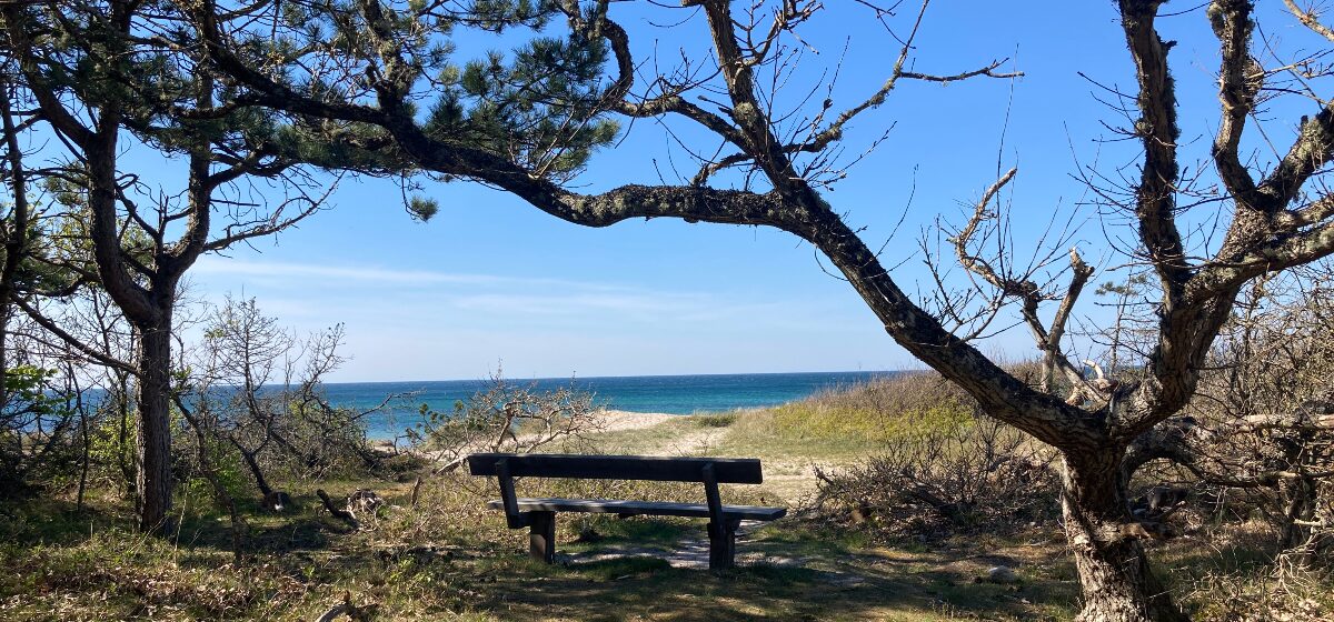 Mikropausen im Arbeitsalltag eine Bank am Meer unter Kiefern mit weitem Blick in die Ferne