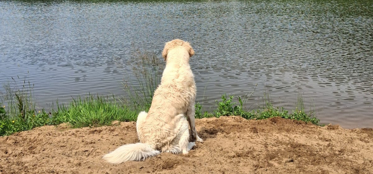Coaching im Sommer - Retriever sitzt im Sandstrand am Wasser