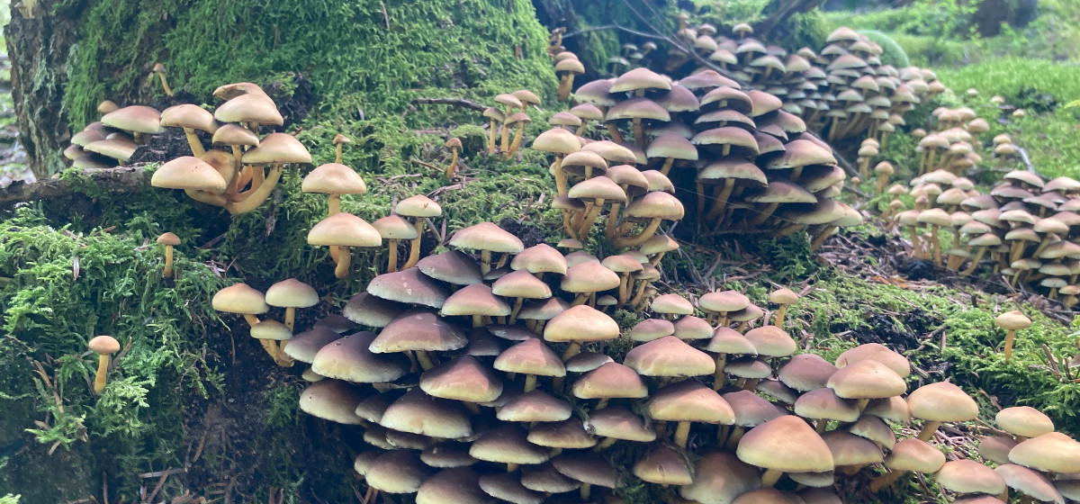 Netzwerken für Führungskräfte Pilzgeflecht im Wald